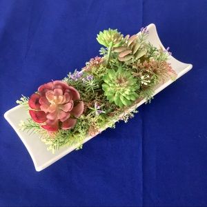 Mini Tabletop Succulent Arrangement